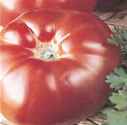 Marmande
        tomato