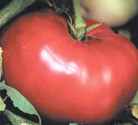 Mortgage
        Lifter tomato