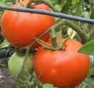 Nebraska Wedding tomato