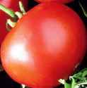Oregon
        Spring tomato