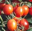 Principe Borghese tomato