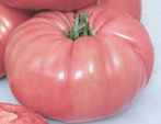 Pruden's Purple tomato