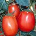 Rio
        Grande tomato