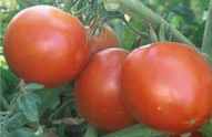 Super
        Sioux tomato