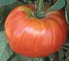 Soldacki
        tomato