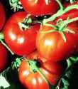 Stupice
        tomato