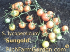 Sungold tomato Solanum lycopersicon esculentum