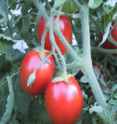 Viva Italia tomato