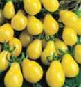 Yellow Pear tomato