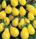 Yellow Pear tomato