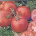 Rutgers
        tomato Jersey tomato