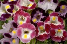 Torenia fourmieri Wishbone Flower Bluewings Clown Series