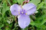 Viriginia Spiderwort Tradescantia virginiana Perennial