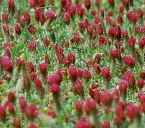 Crimson Clover Trifolium incarnata