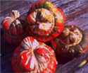 Turk's Turban gourd pumpkin