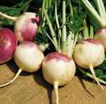 Purple Top White Globe Turnip