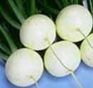 White Egg Turnip