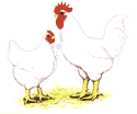Vantress Arbor Broilers