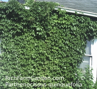 Virginia Creeper vs Boston Ivy: What's the Difference? - A-Z Animals