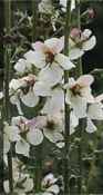 Pink Lady Verbascum blattaria Perennial Moth mullien