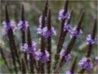 Blue Vervain Berbena hastata