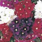 Verbena hybrida Quartz Mix