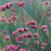 Verbena rigida Stiff Vervain