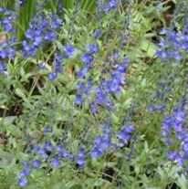 Crater Lake Veronica teucrium