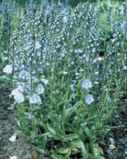 Creeping Veronica repens