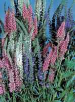 Sightseeing Mix Veronica spicata