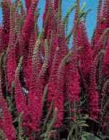 Red fox Veronica spicata