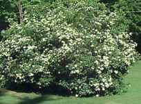 viburnum dentatum southern arrowwood