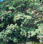 viburnum dilatatum linden