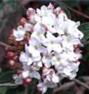 viburnum carlesii korean spice