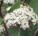 viburnum lantana wayfaring tree twistwood