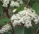 viburnum lantana mohican