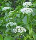 viburnum lentago nannyberry