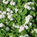 viburnum plicatum popcorn