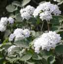 viburnum carlesii snowball