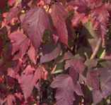 viburnum trilobum american cranberry