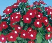 Jaio Dark red Vinca catharanthus roseus