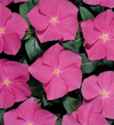 Mediterranean Rose Vinca