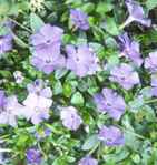 Periwinkle Vine Vinca Common myrtle