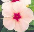 apricot Vinca