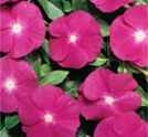 Burgundy Vinca