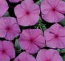 Lilac Vinca