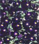 Viola Bowles black flower
