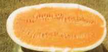 Tendersweet watermelon