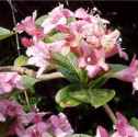 Pink Princess Weigelia florida