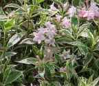 variegated weigelia florida